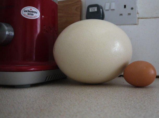 ostrich-egg-size-comparison-chicken-egg