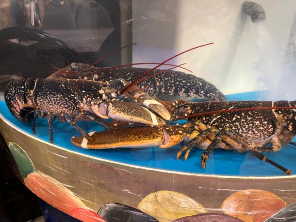 illustrative photo of the lobster tank at Bronek's
